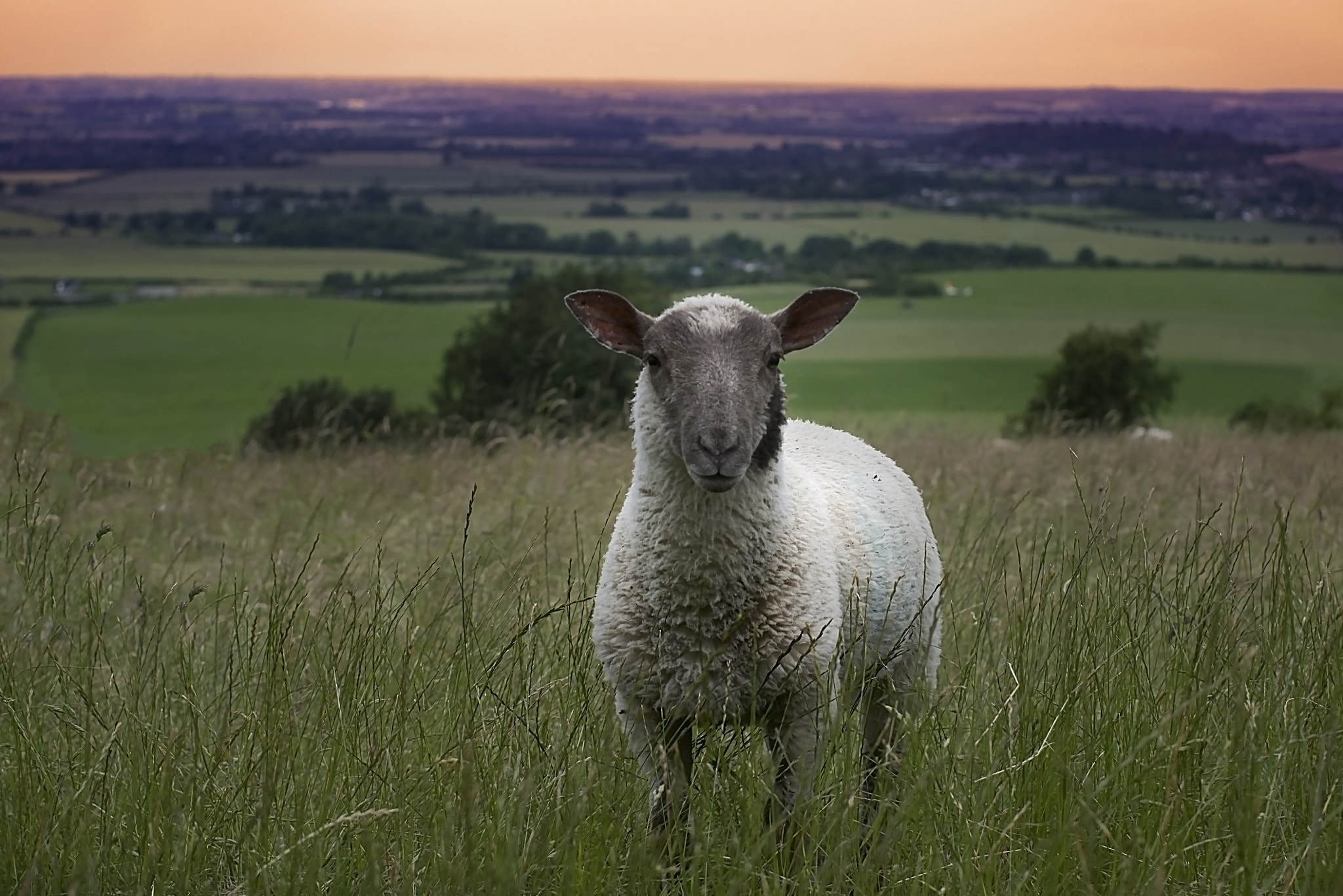 Panasonic Lumix DMC-GF6 + Sigma 30mm F2.8 DN Art sample photo. What you looking at.. photography