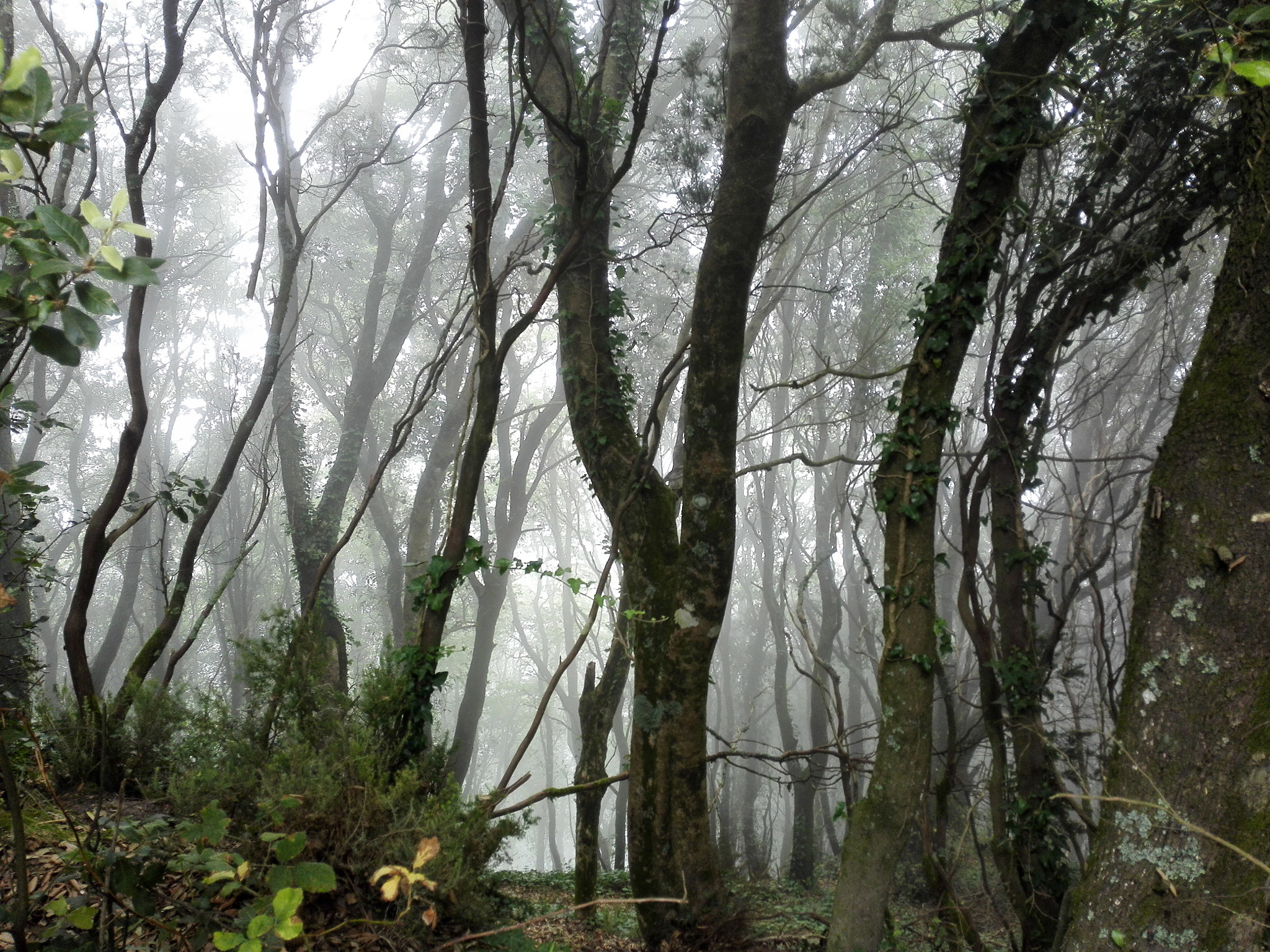 HUAWEI H60-L04 sample photo. Monte epomeo or san nicola photography