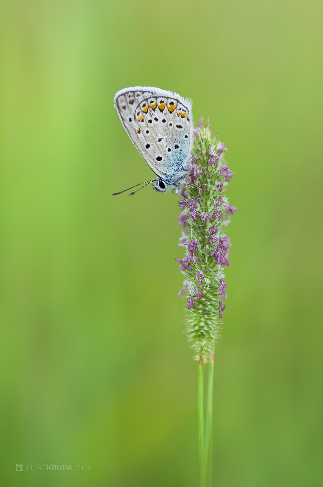 Pentax K-r sample photo. Polyommatus thersites photography