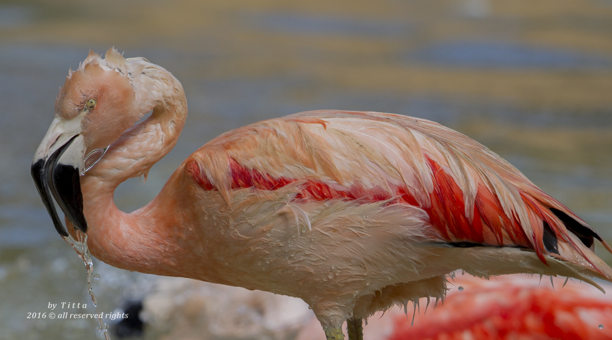 Canon EF 400mm F2.8L IS USM sample photo
