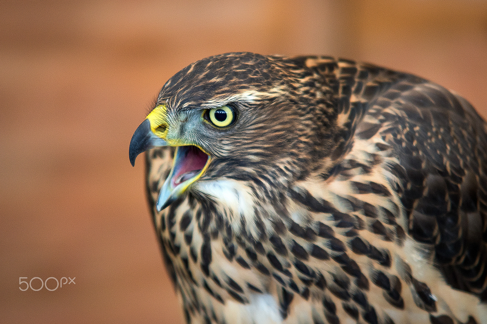 Sigma 70-200mm F2.8 EX DG OS HSM sample photo. Feed me ...... photography