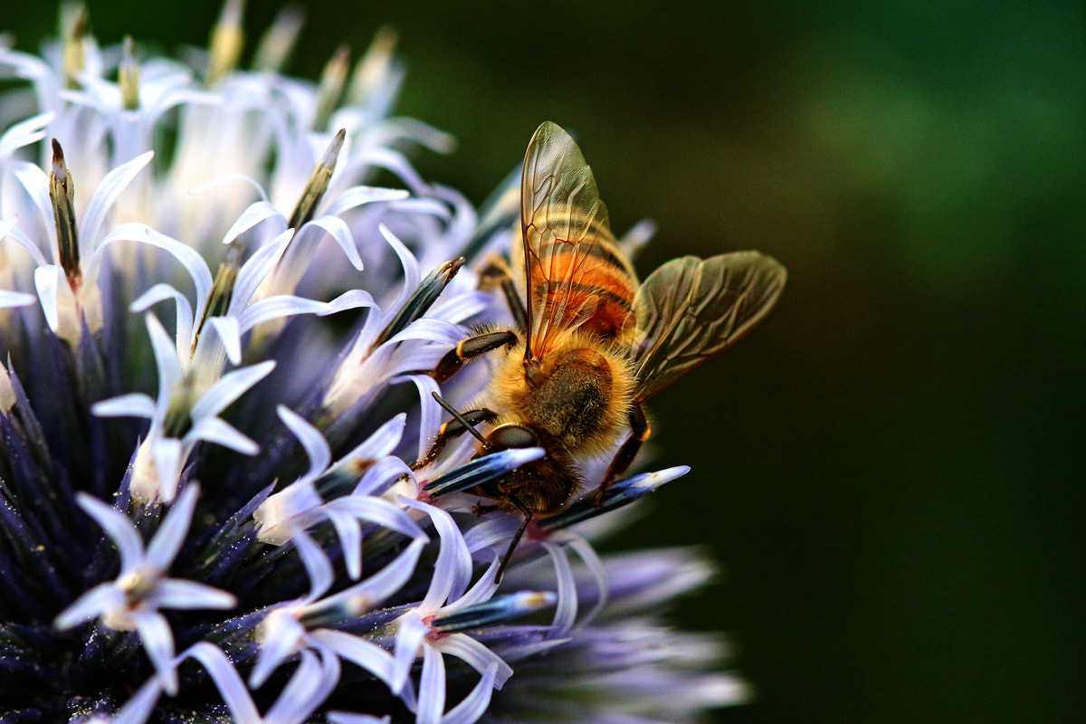 Canon EF 100mm F2.8 Macro USM sample photo. Busy little bee photography