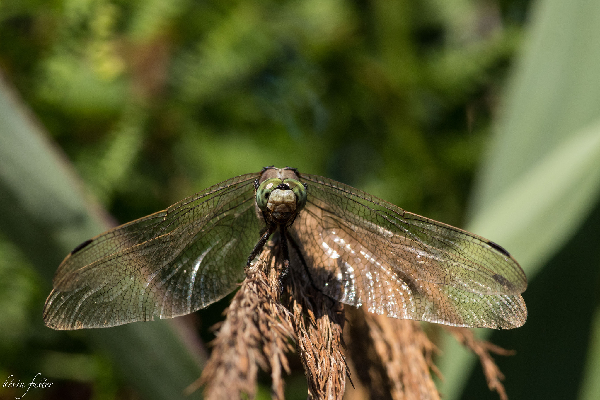 Pentax smc D-FA 100mm F2.8 Macro WR sample photo. Libellule du marée d'orcx photography