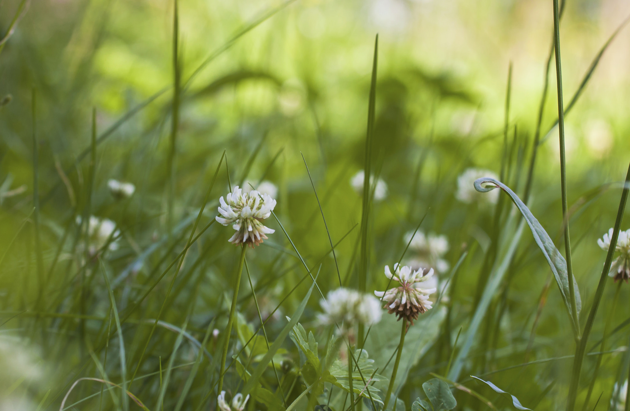 Canon EOS 500D (EOS Rebel T1i / EOS Kiss X3) + Canon EF 70-200mm F4L USM sample photo. White clover in summer meadow photography