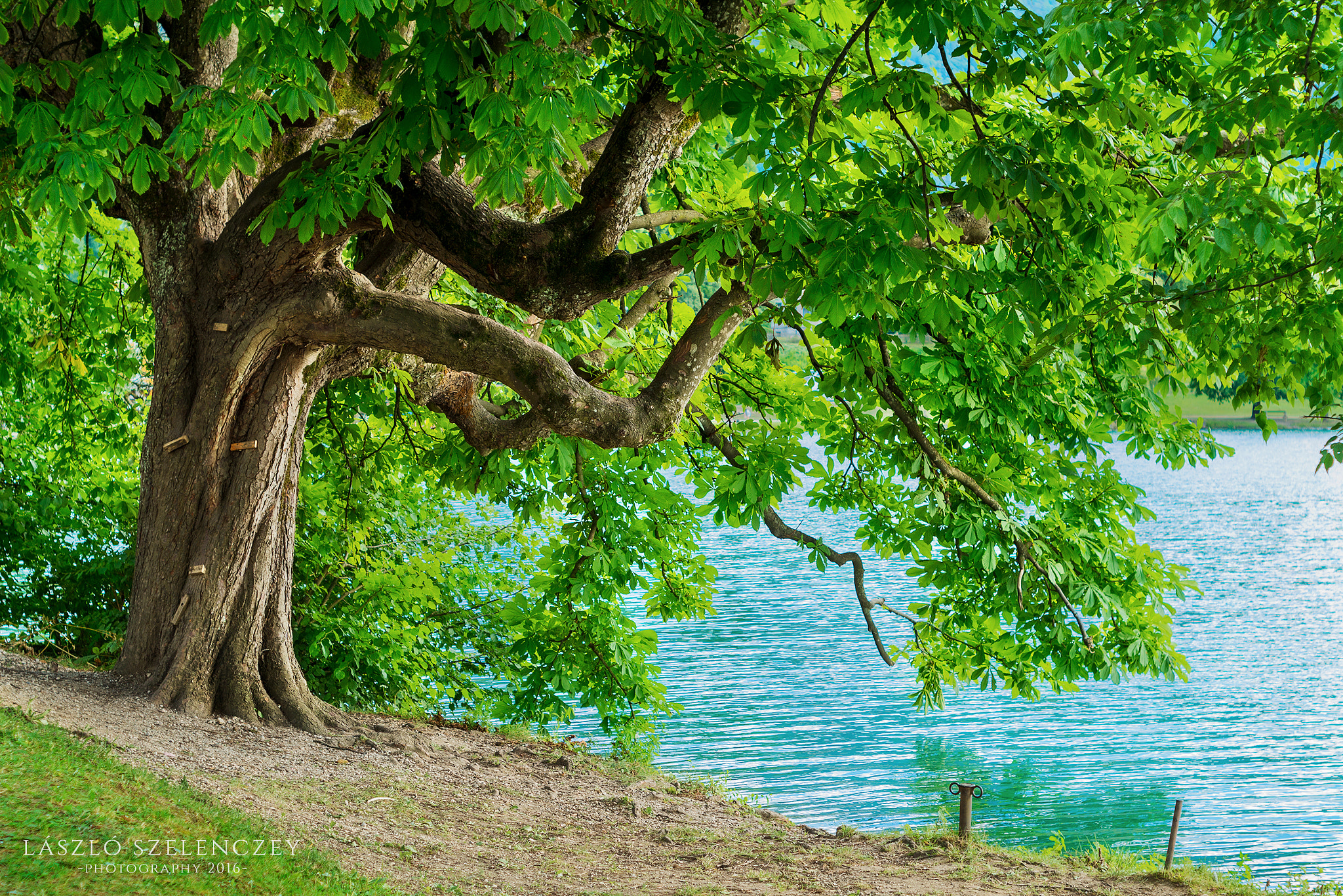 Pentax K-30 sample photo. Horse chestnut tree on shore of lake bled photography