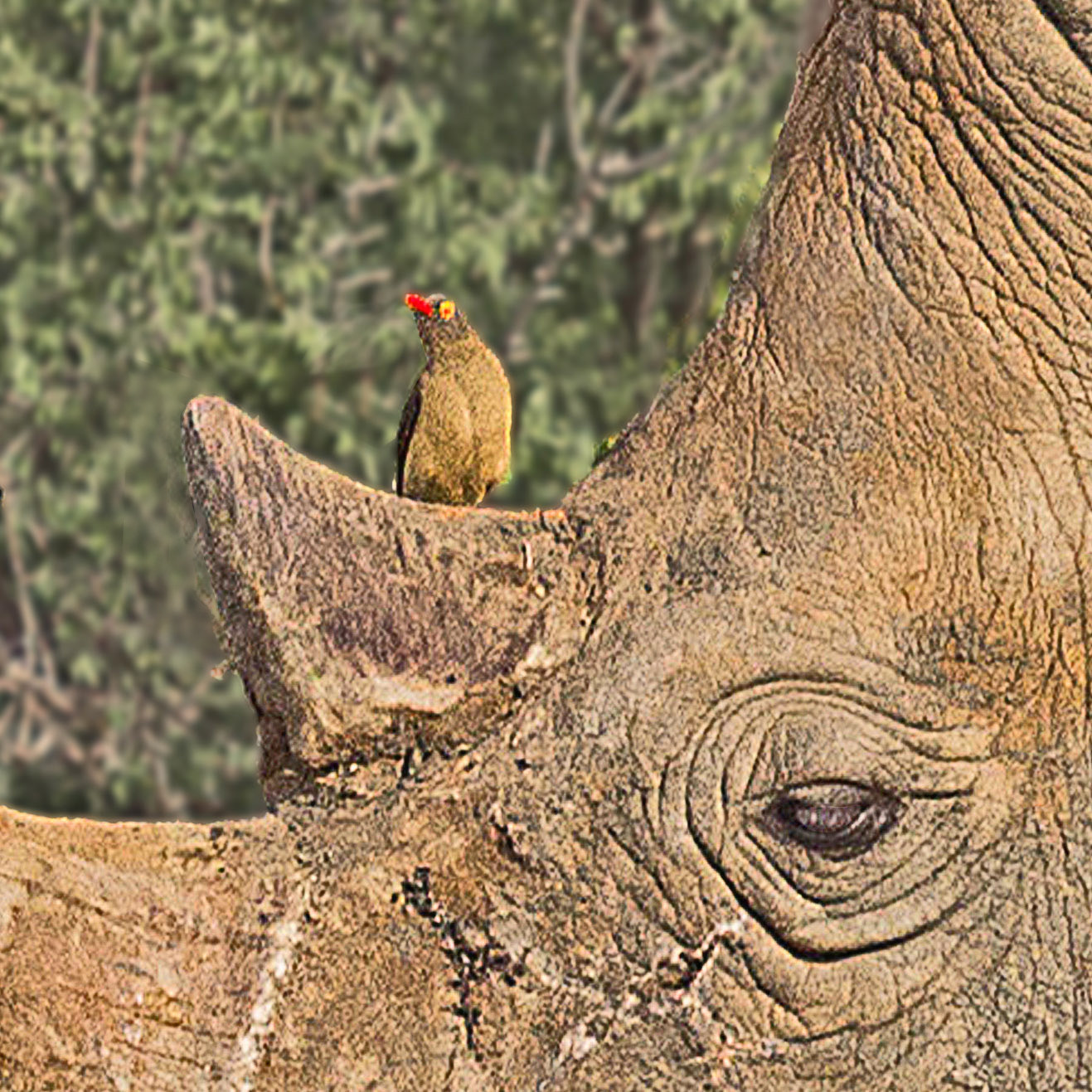 Canon EOS 550D (EOS Rebel T2i / EOS Kiss X4) + Canon EF 100-400mm F4.5-5.6L IS USM sample photo. Oxpecker sitting on a rhino  photography