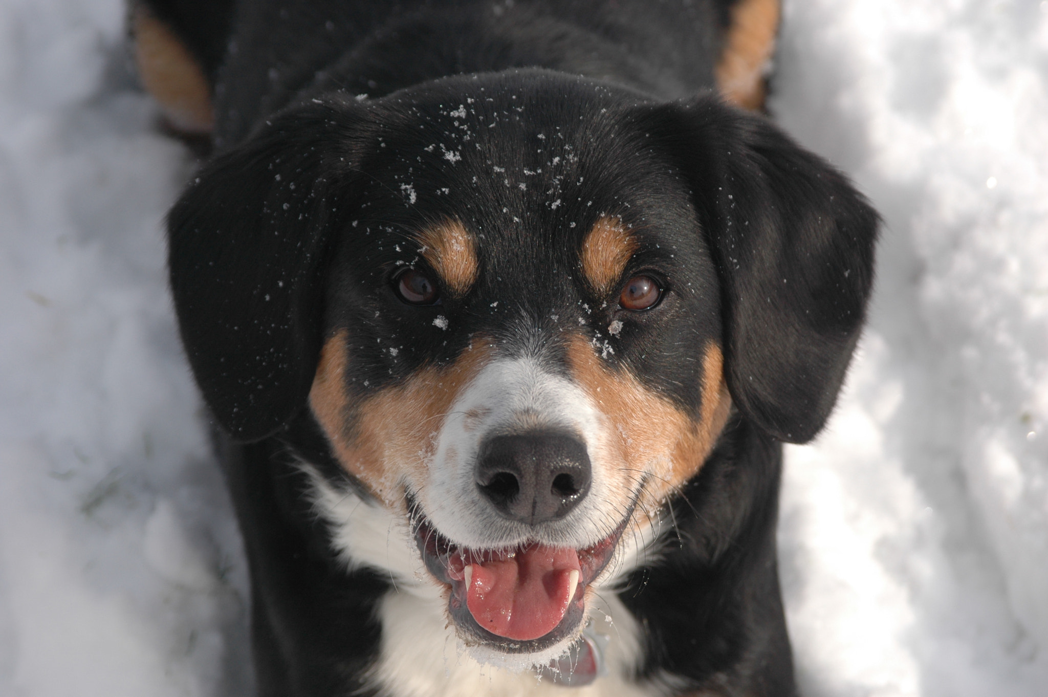 AF Zoom-Nikkor 28-105mm f/3.5-4.5D IF sample photo. Pure happiness. photography