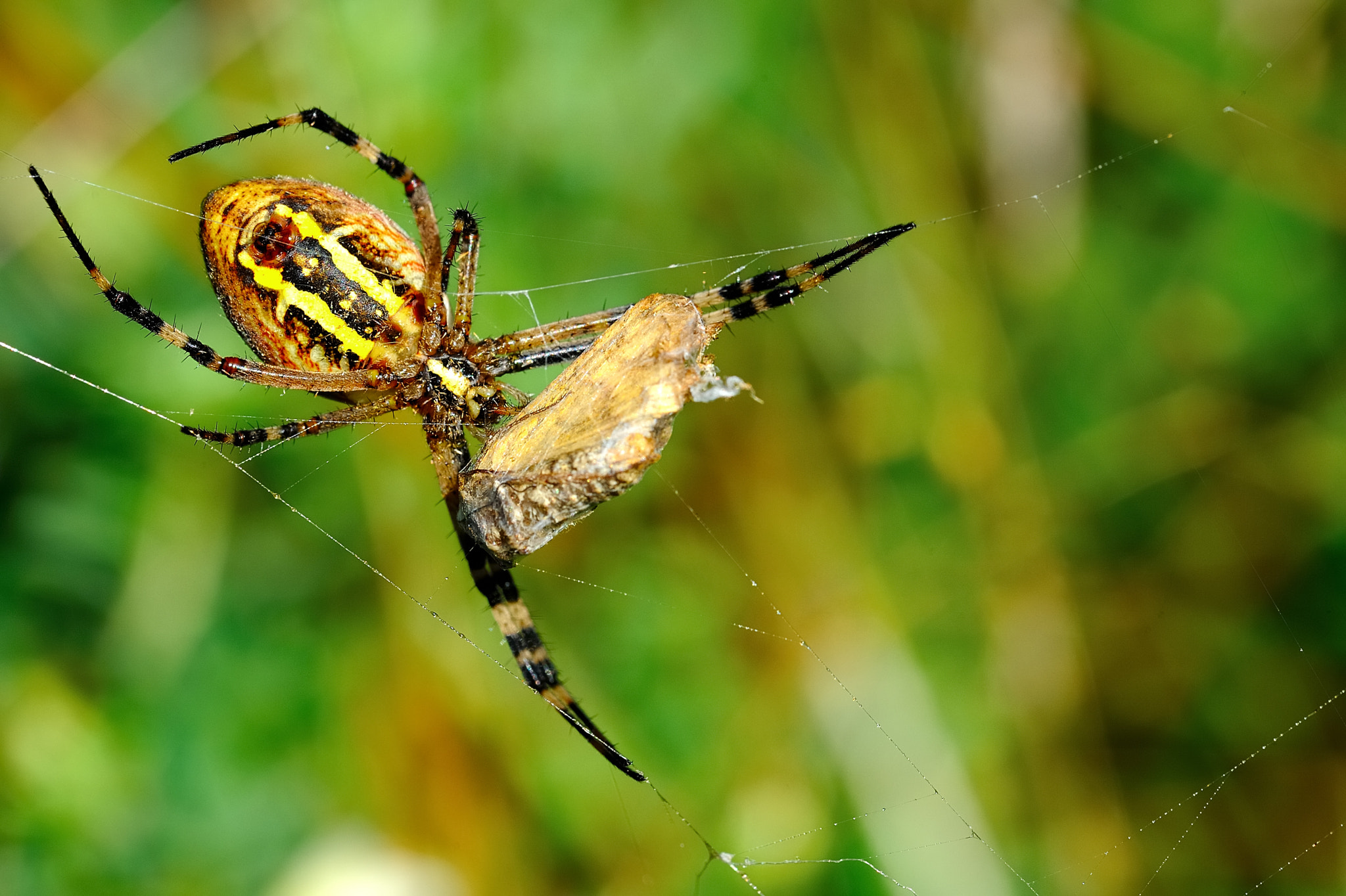 Sigma 105mm F2.8 EX DG OS HSM sample photo. Wasp spider photography