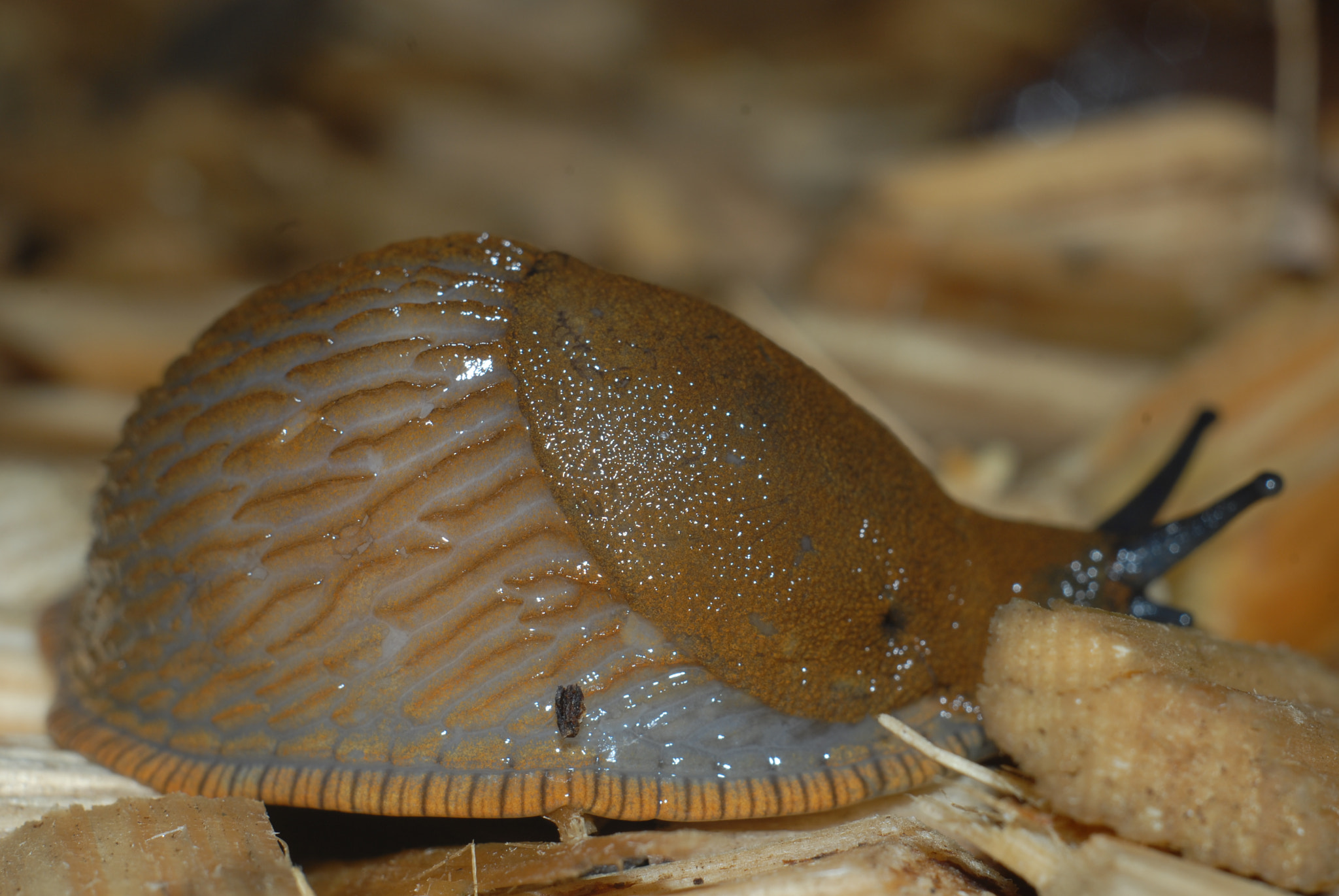 Nikon D200 + Manual Lens No CPU sample photo. Snail photography
