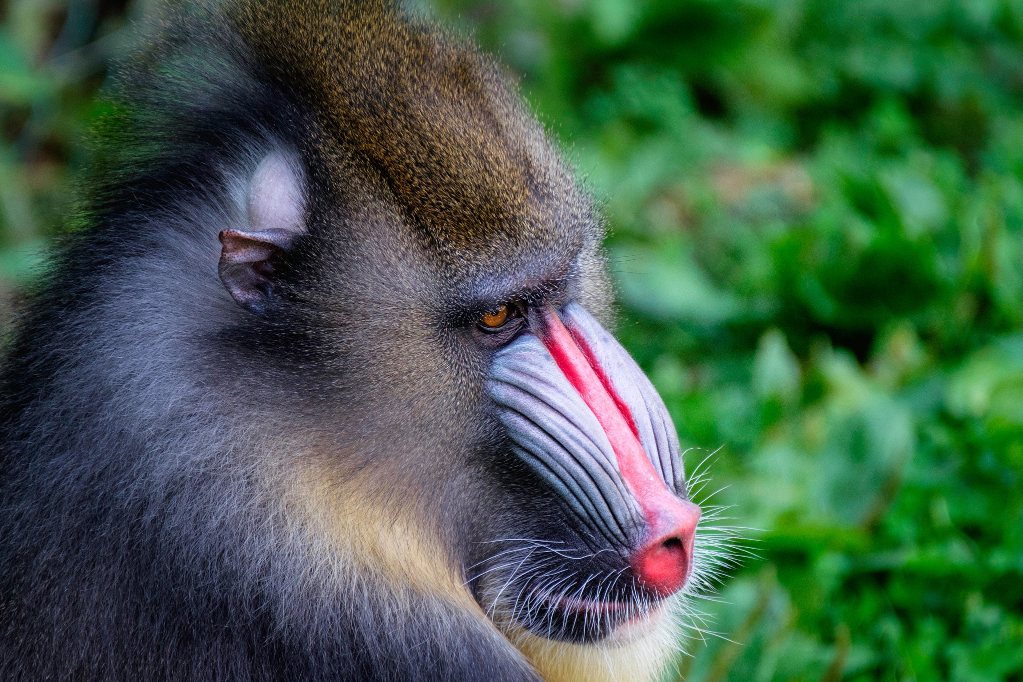 XF100-400mmF4.5-5.6 R LM OIS WR + 1.4x sample photo. Mandrill photography