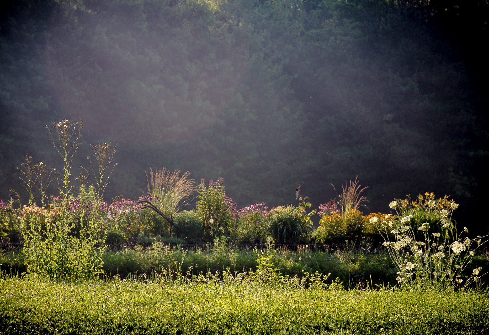 Canon EF 24-70mm F4L IS USM sample photo. Misty morning garden photography