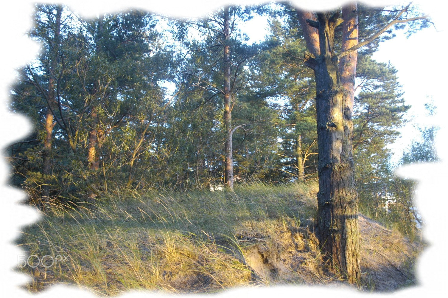 Nikon D70s sample photo. Summer 2016 photography