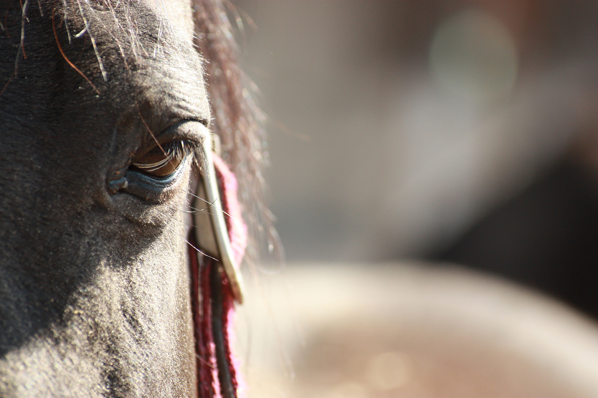 Canon EOS 450D (EOS Rebel XSi / EOS Kiss X2) + Sigma 50-200mm F4-5.6 DC OS HSM sample photo. Horse eye photography