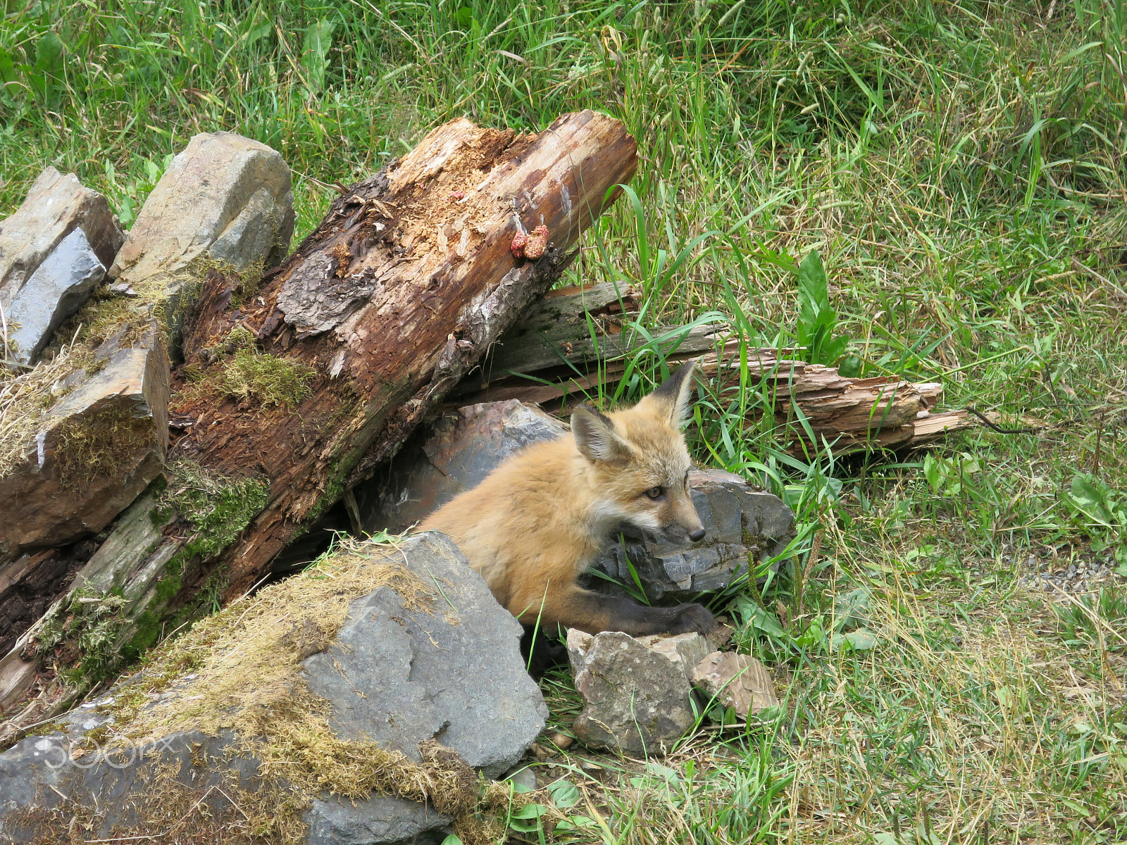 Canon PowerShot N100 sample photo. 2016-07-25 - 092 - alaska cruise 2016.jpg photography