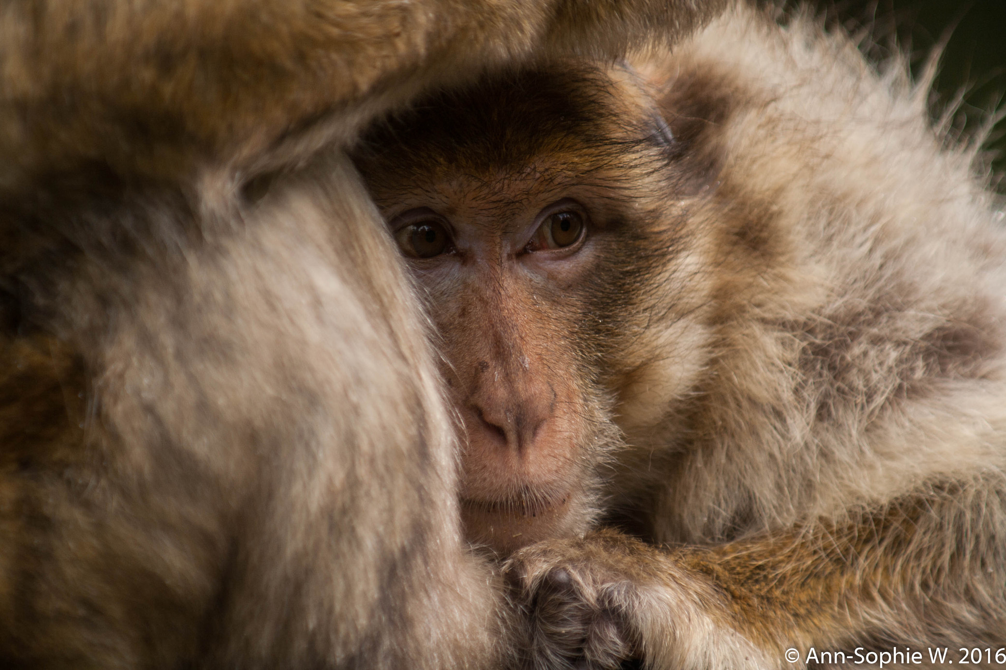 Canon EF 80-200mm F4.5-5.6 II sample photo. Barbary macaque photography
