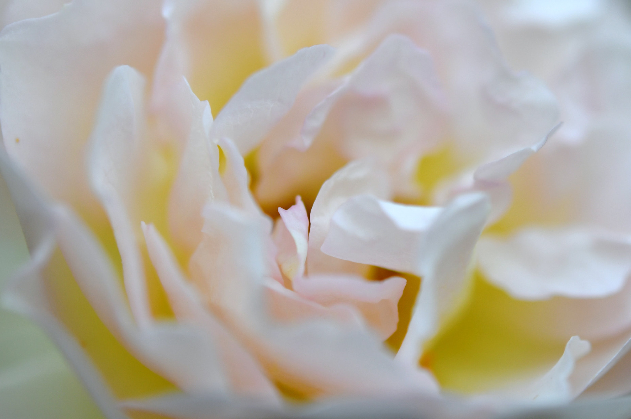 Nikon AF-S Micro-Nikkor 60mm F2.8G ED sample photo. Rose photography