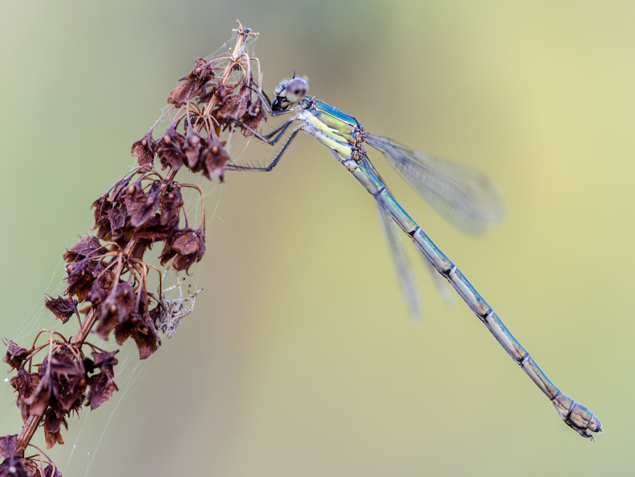 Sigma APO Macro 180mm F3.5 EX DG HSM sample photo. Diablillo photography