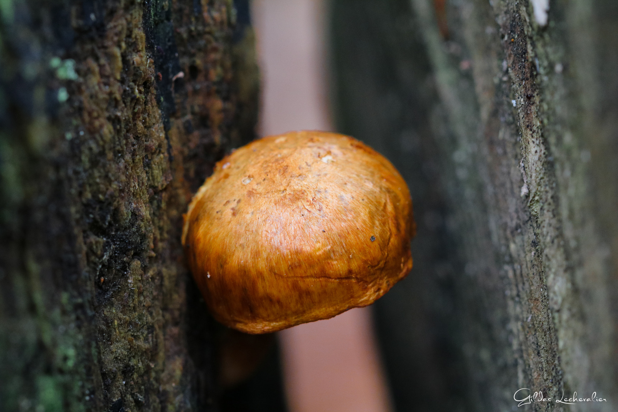 Canon EF 100mm F2.8 Macro USM sample photo. Little mushroom photography