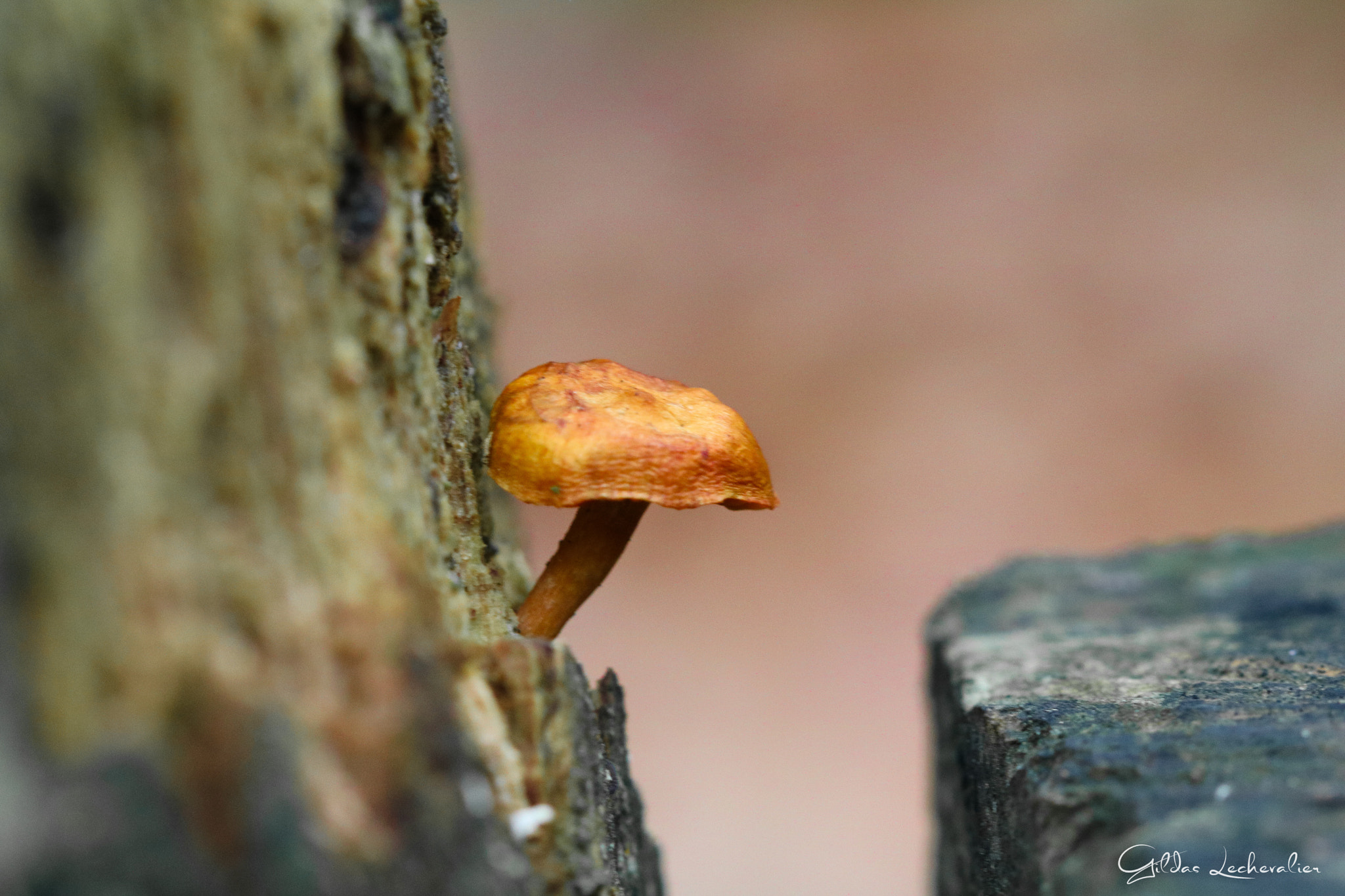 Canon EF 100mm F2.8 Macro USM sample photo. Little mushroom photography