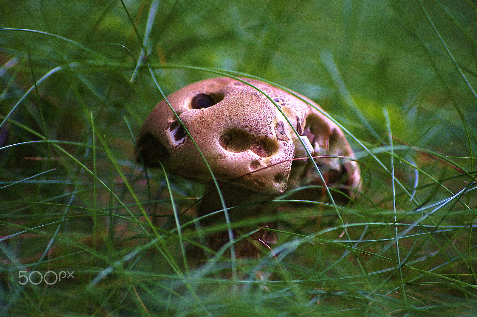 Sony DT 55-200mm F4-5.6 SAM sample photo. Deep in the forest photography