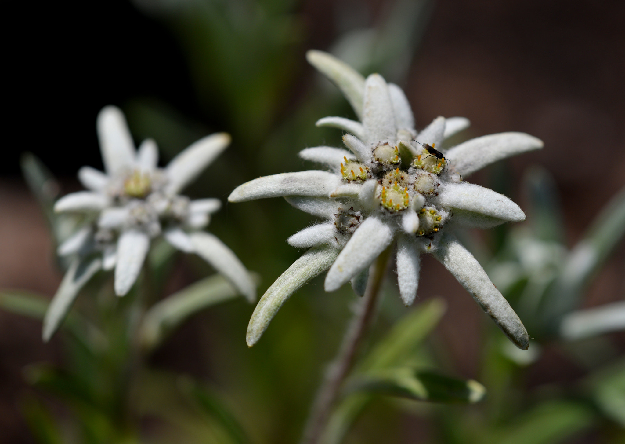 Nikon D800 + Sigma 150mm F2.8 EX DG Macro HSM sample photo. Edelweiss photography