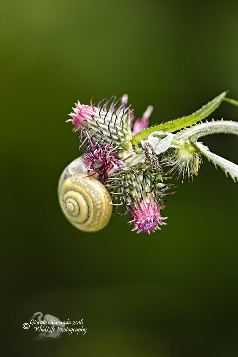 Sigma APO Macro 150mm f/2.8 EX DG HSM sample photo. Natura e colori photography