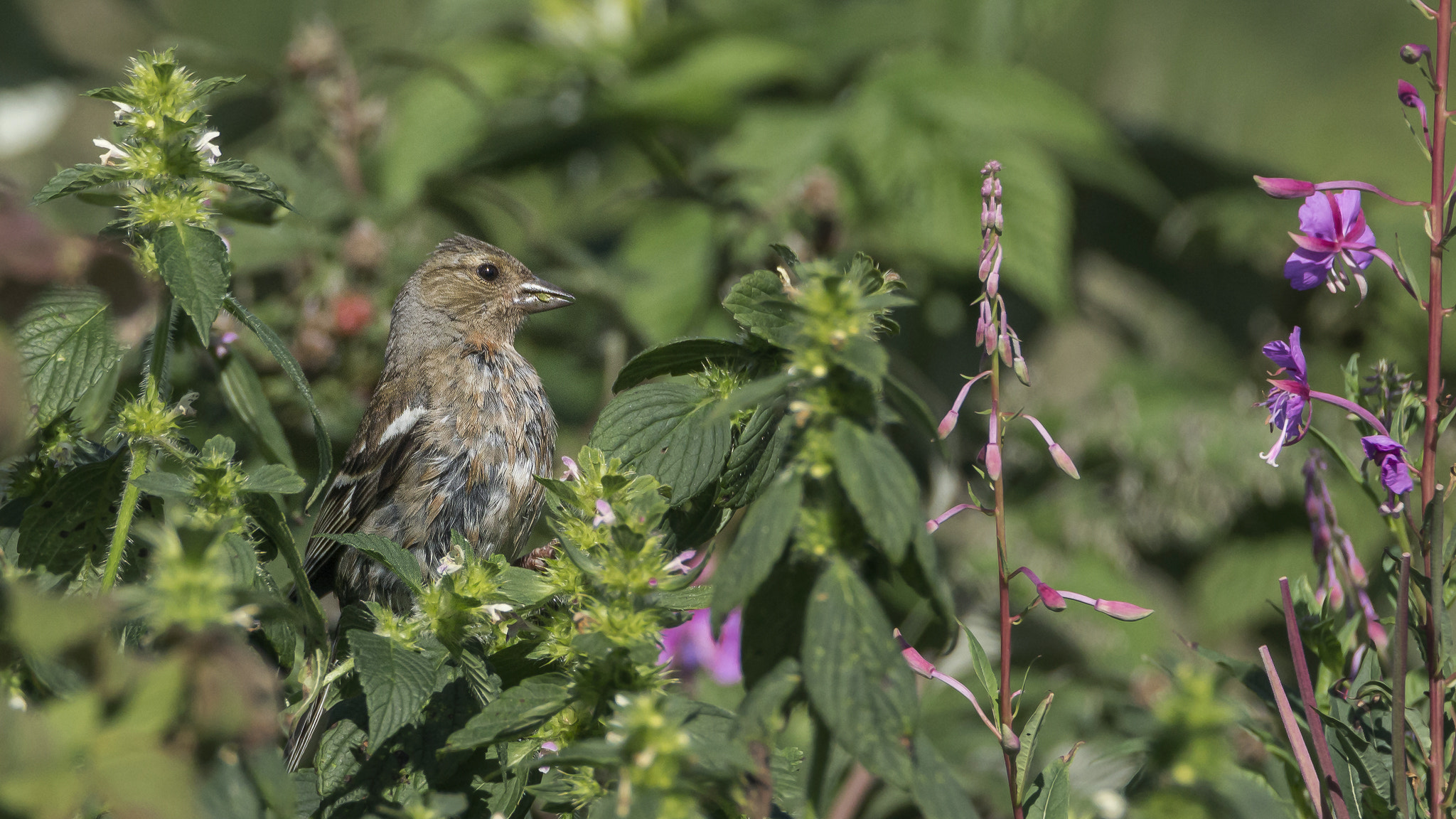 Tamron SP 150-600mm F5-6.3 Di VC USD sample photo. . photography