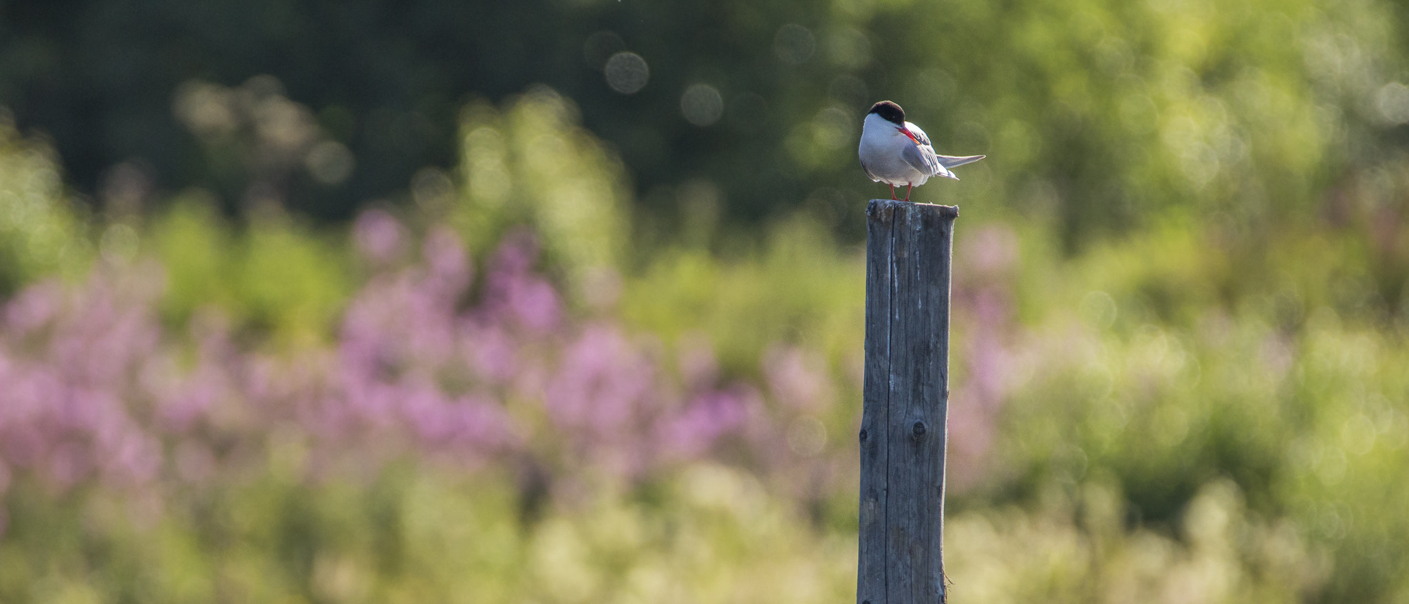 Tamron SP 150-600mm F5-6.3 Di VC USD sample photo. . photography