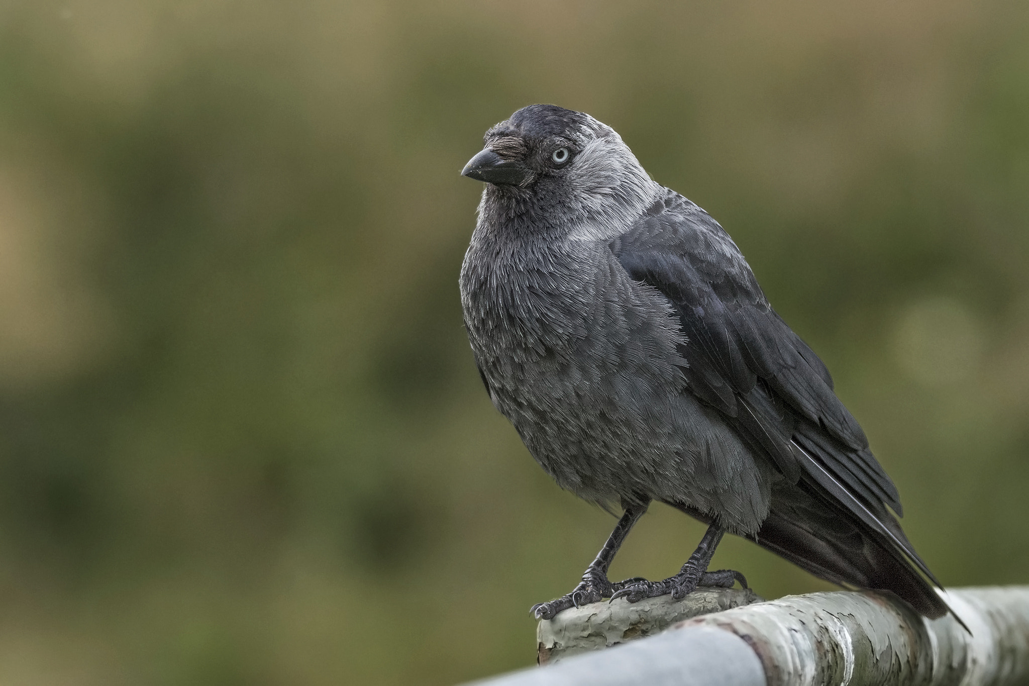 Tamron SP 150-600mm F5-6.3 Di VC USD sample photo. . photography