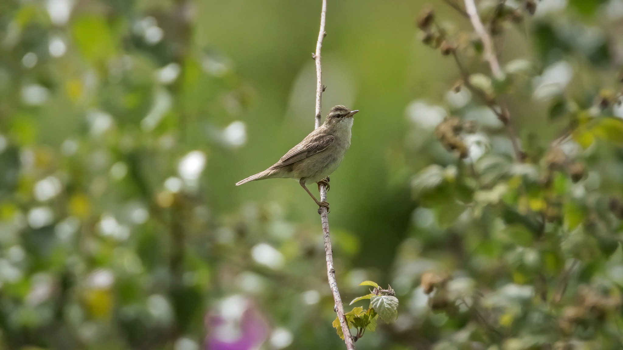 Tamron SP 150-600mm F5-6.3 Di VC USD sample photo. . photography