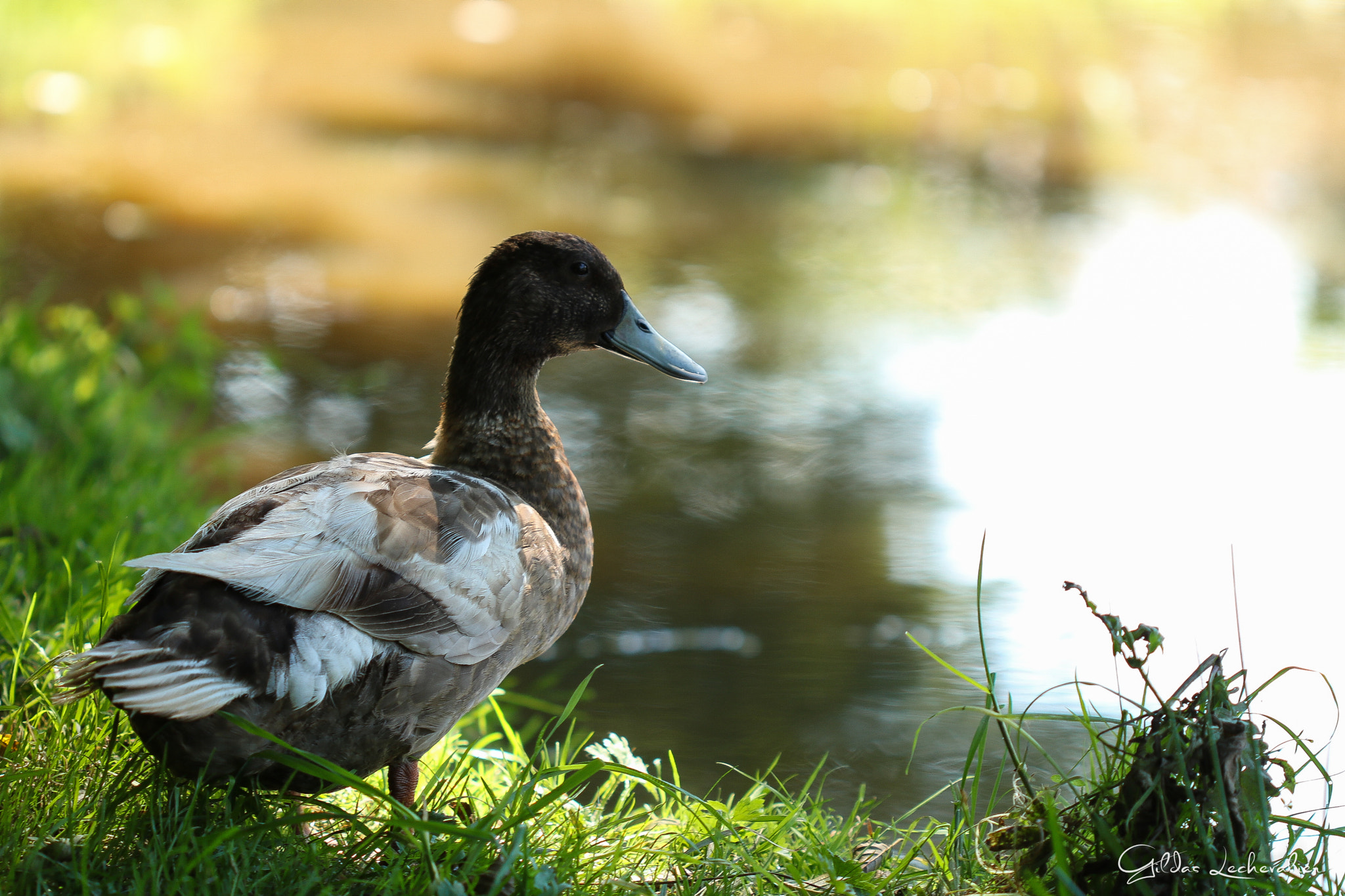 Canon EF 100mm F2.8 Macro USM sample photo. Duck photography