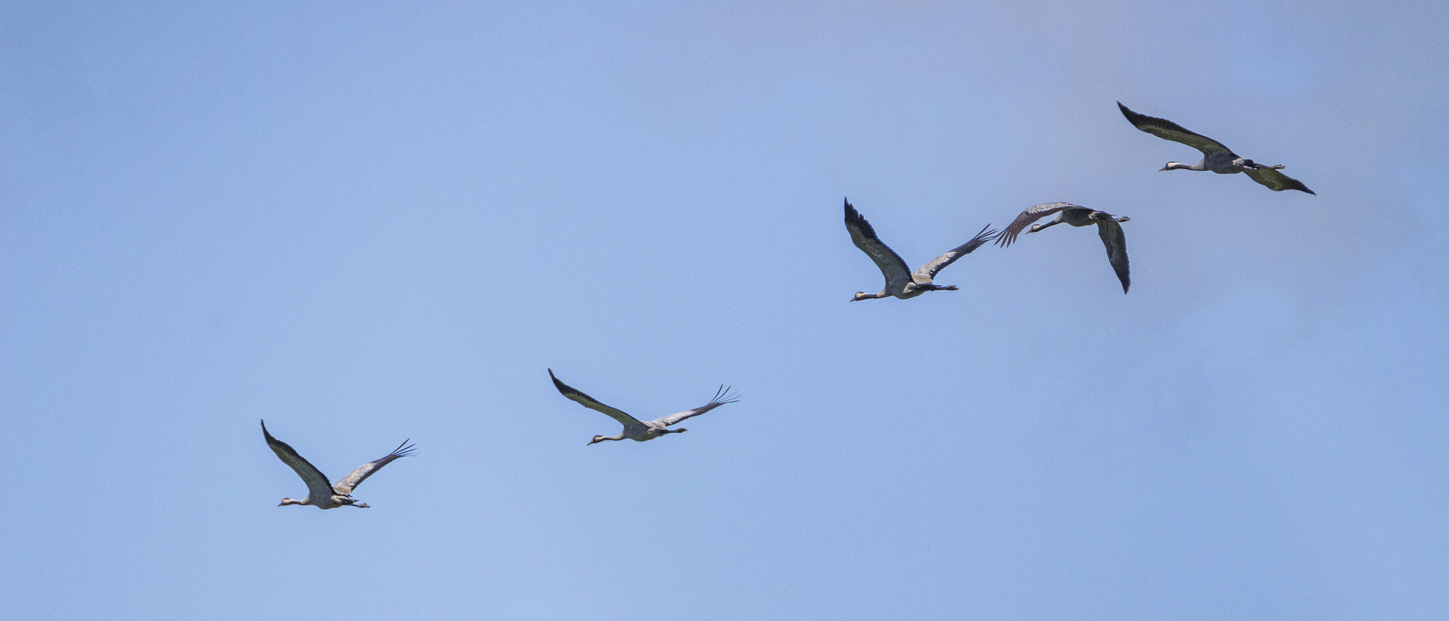Tamron SP 150-600mm F5-6.3 Di VC USD sample photo. . photography