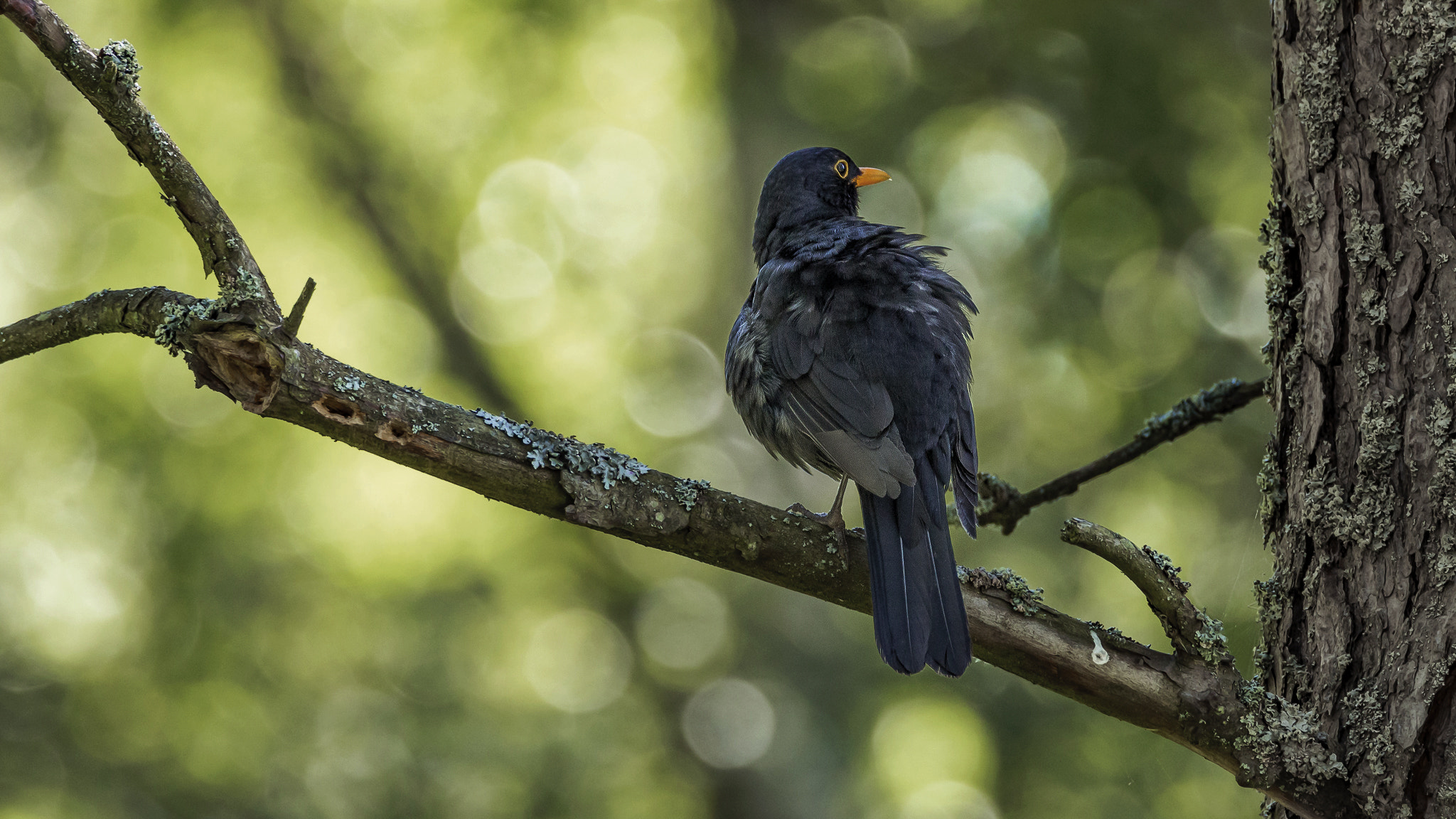 Tamron SP 150-600mm F5-6.3 Di VC USD sample photo. . photography