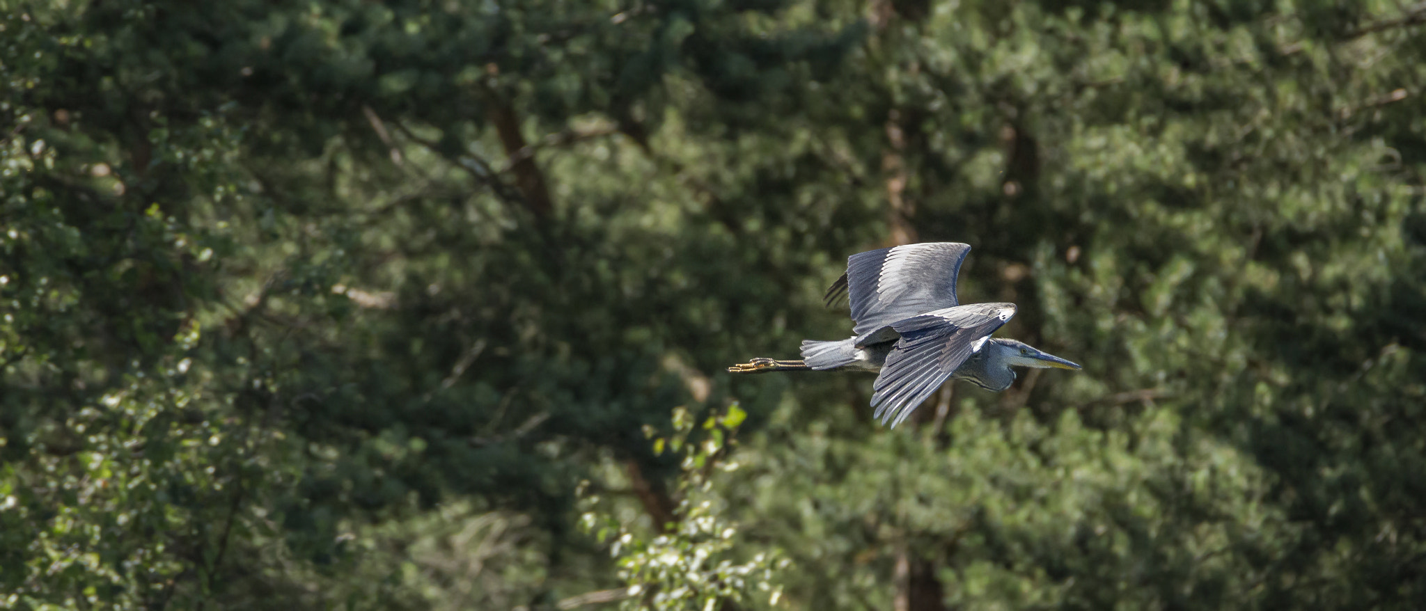 Tamron SP 150-600mm F5-6.3 Di VC USD sample photo. . photography