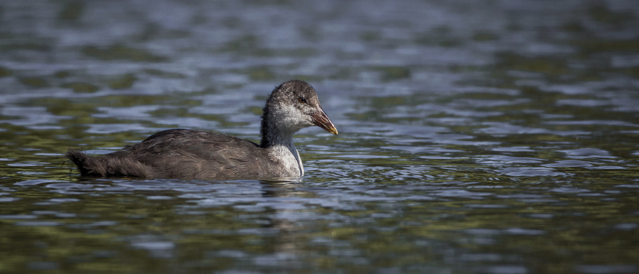 Tamron SP 150-600mm F5-6.3 Di VC USD sample photo. . photography