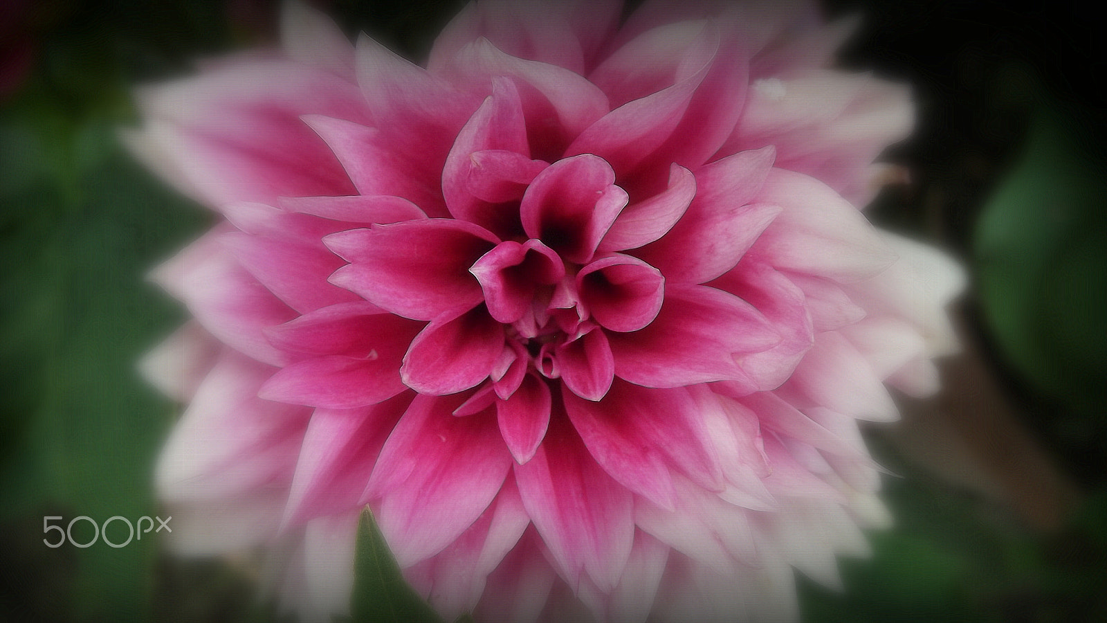 Fujifilm FinePix T310 sample photo. Pink flower photography