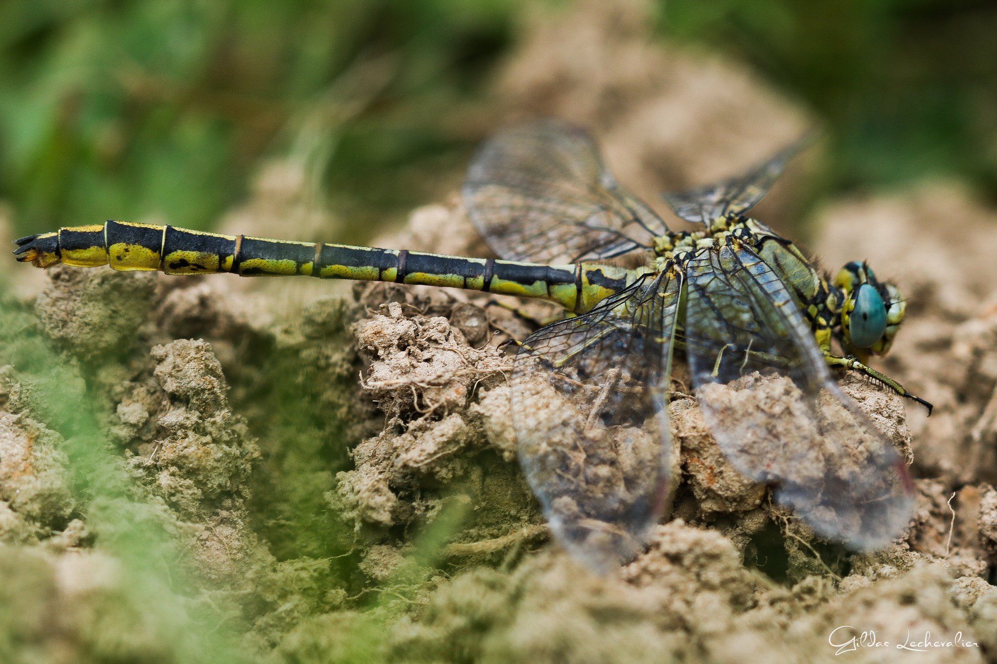 Canon EF 100mm F2.8 Macro USM sample photo. Dragonfly photography