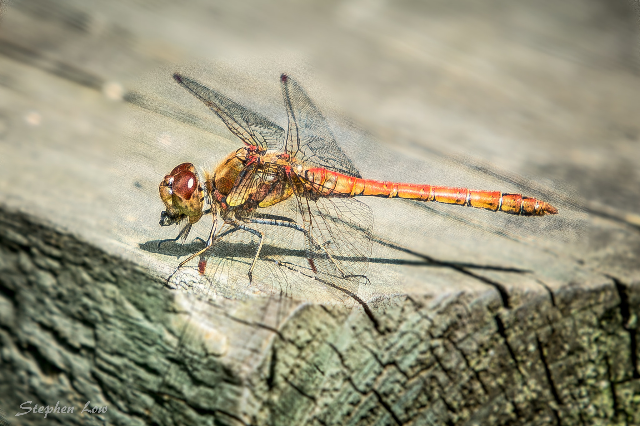 Nikon D7100 + Sigma 50-500mm F4-6.3 EX APO RF HSM sample photo. Dragonfly photography