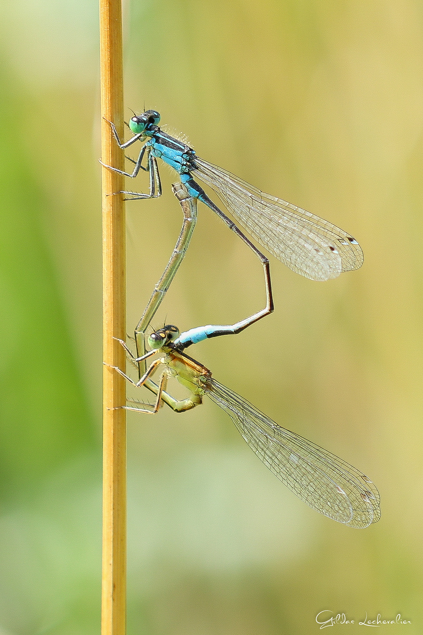 Canon EF 100mm F2.8 Macro USM sample photo. Dragonfly photography