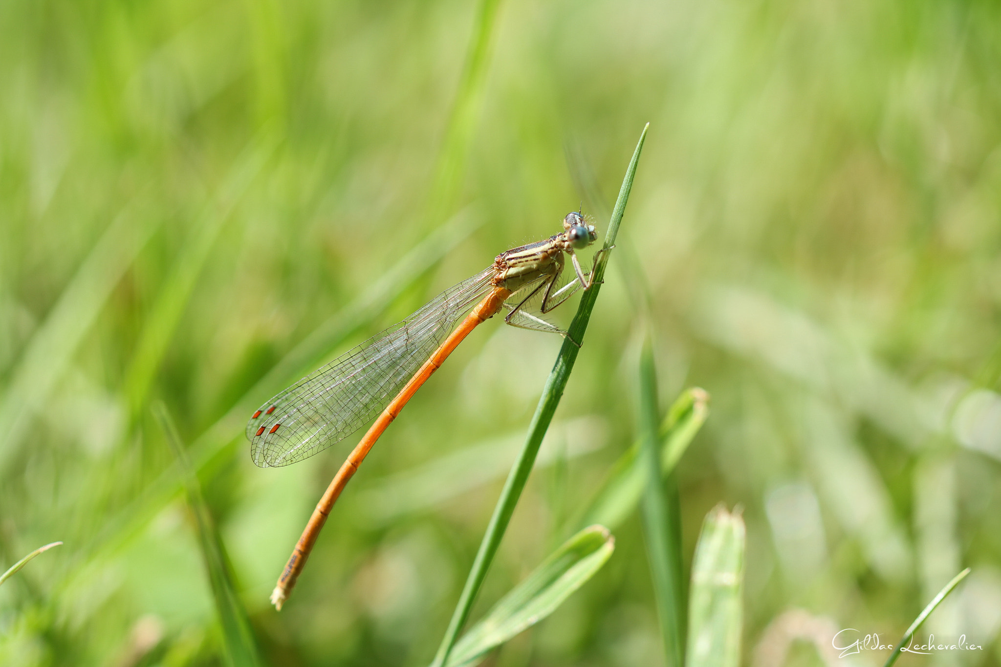 Canon EF 100mm F2.8 Macro USM sample photo. Dragonfly photography