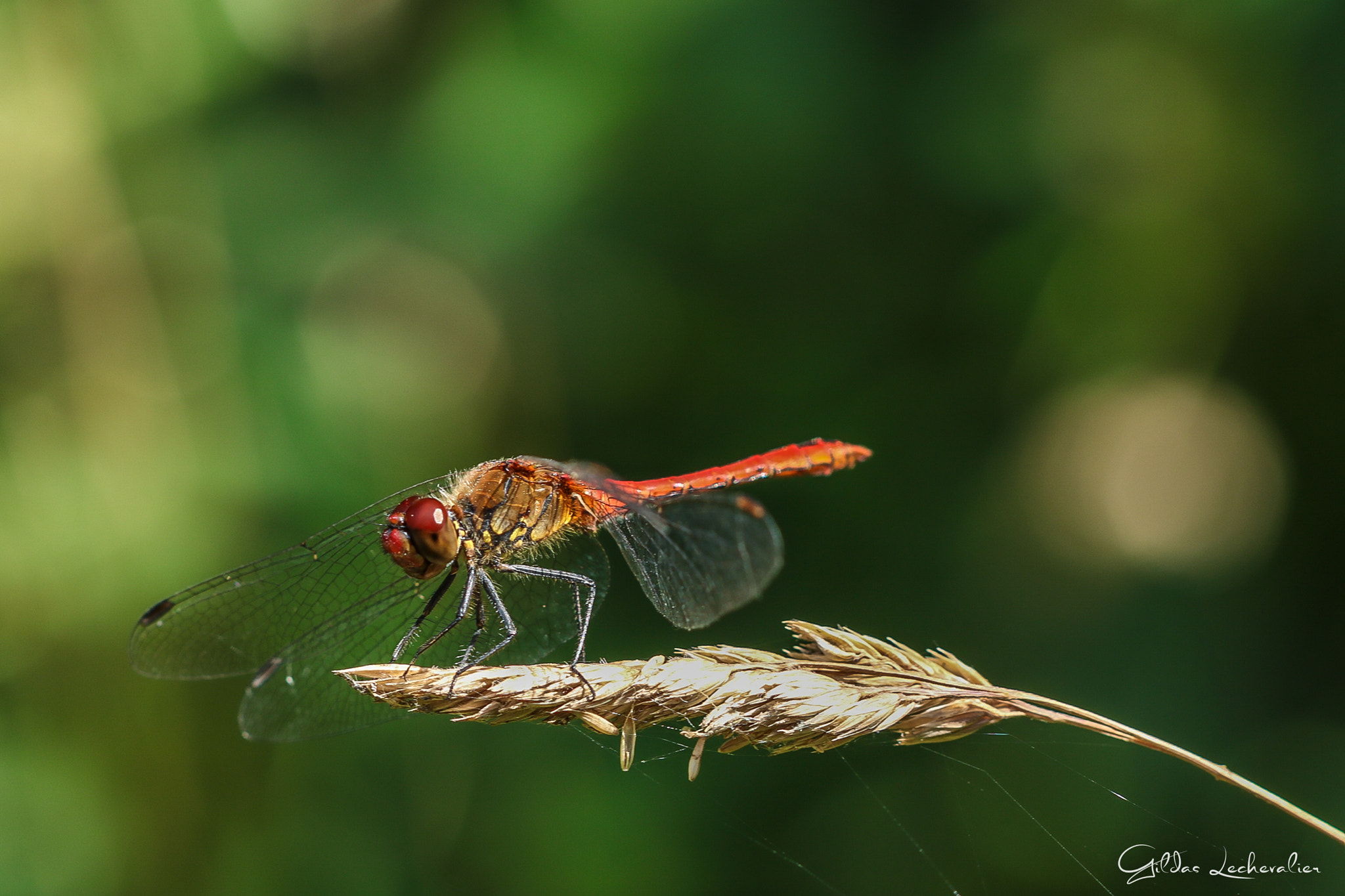 Canon EF 100mm F2.8 Macro USM sample photo. Dragonfly photography