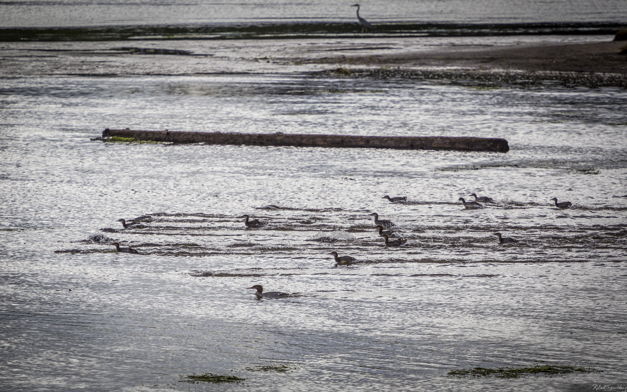 Canon EF 70-200mm F4L USM sample photo. Canards qui pêchent photography