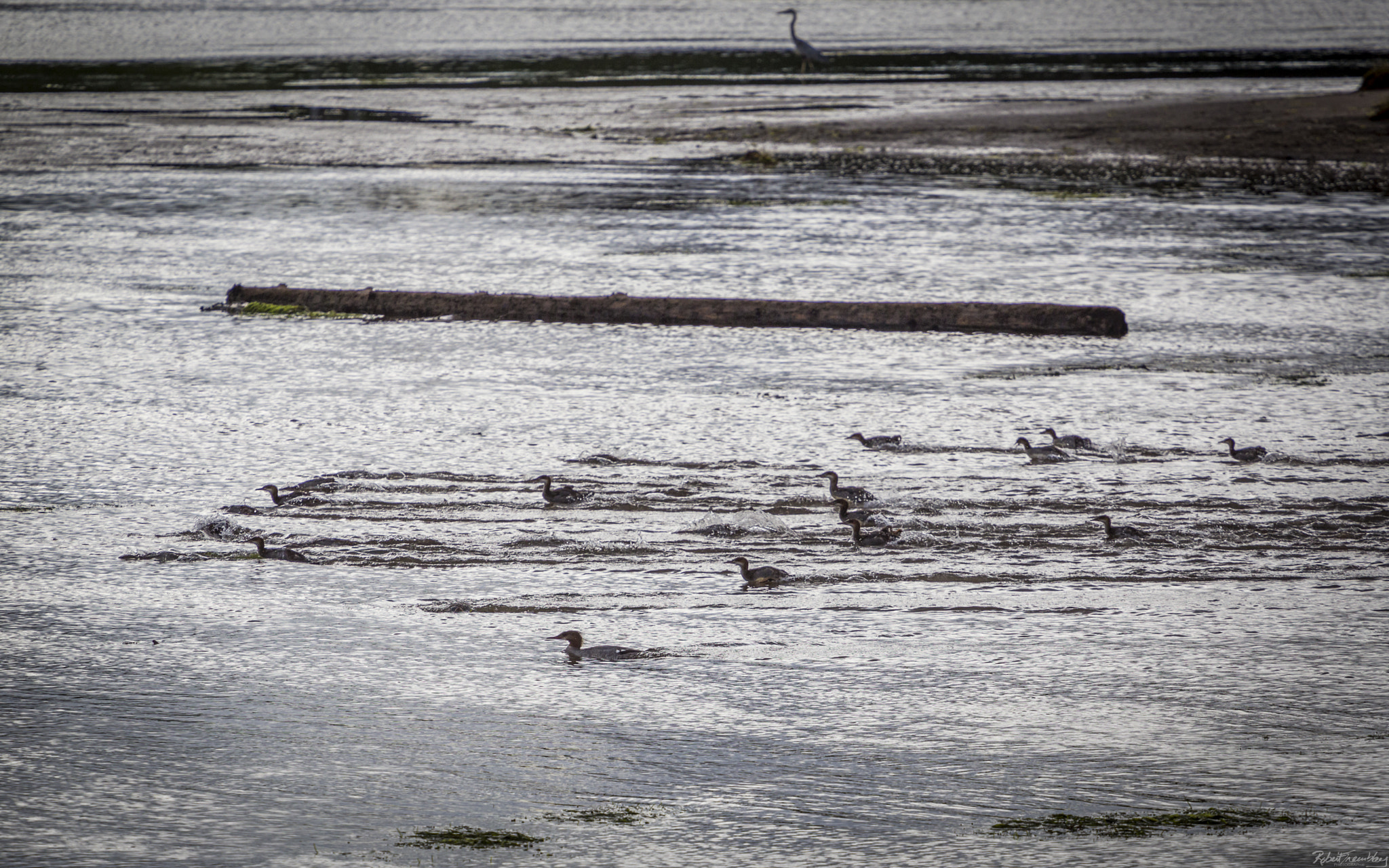 Canon EOS 6D + Canon EF 70-200mm F4L USM sample photo. Canards qui pêchent photography