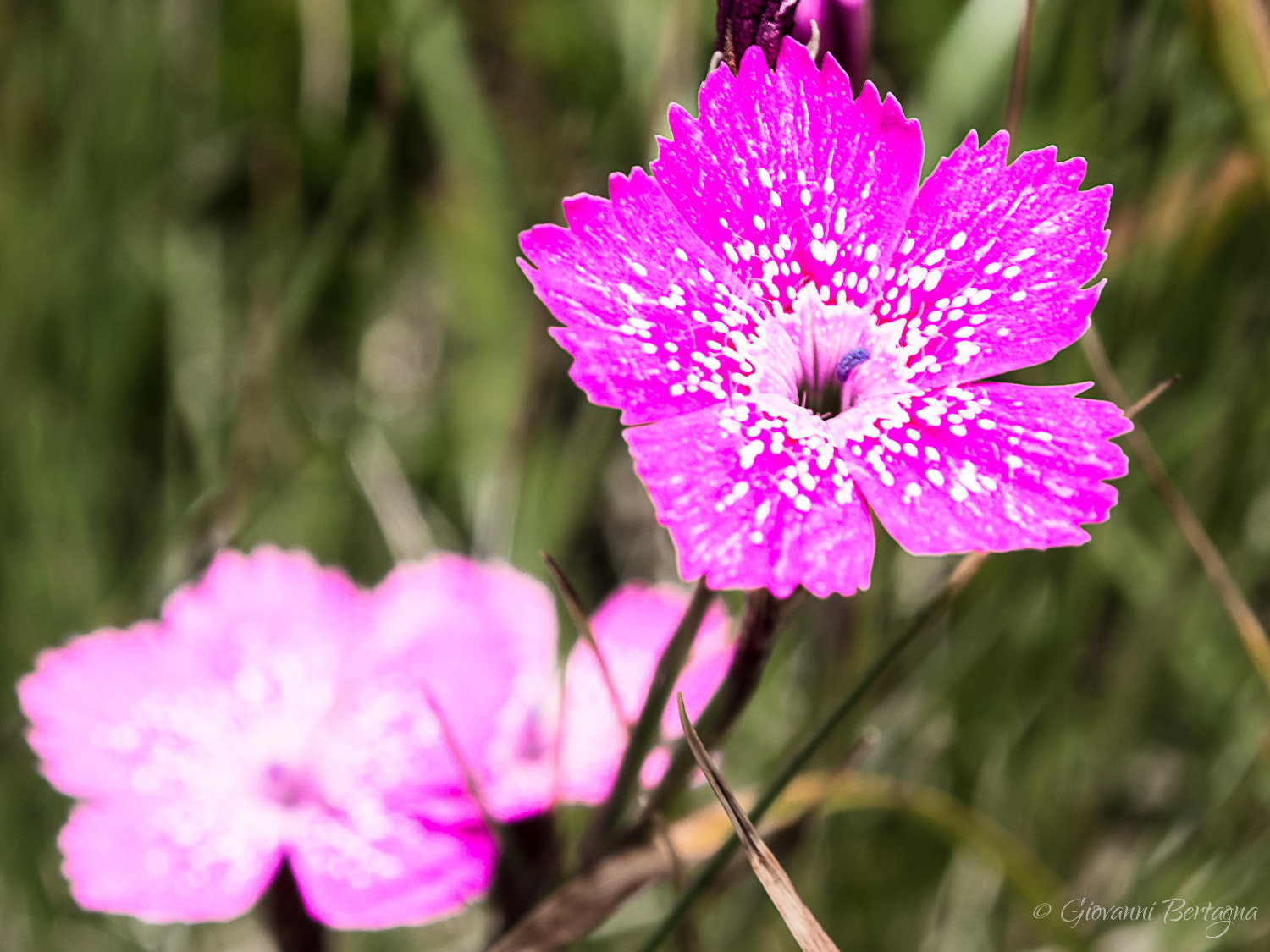 Olympus PEN E-PL5 sample photo. Dianthus deltoides l. - caryophyllaceae: garofano minore: garofano minore photography