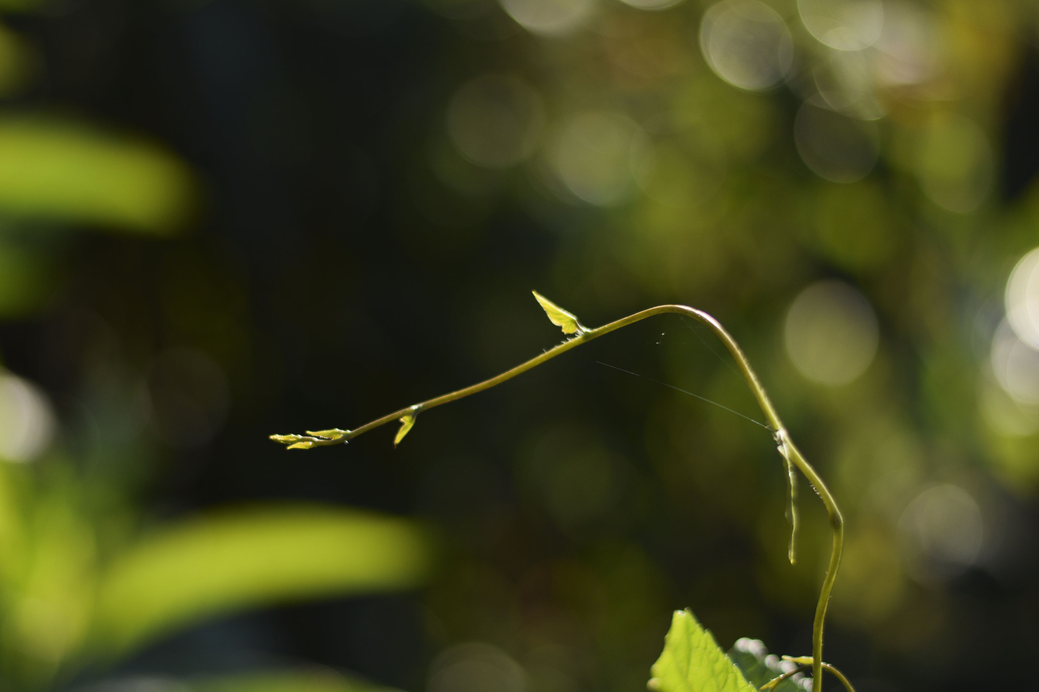 Nikon D5300 sample photo. Bailando ao som do vento photography