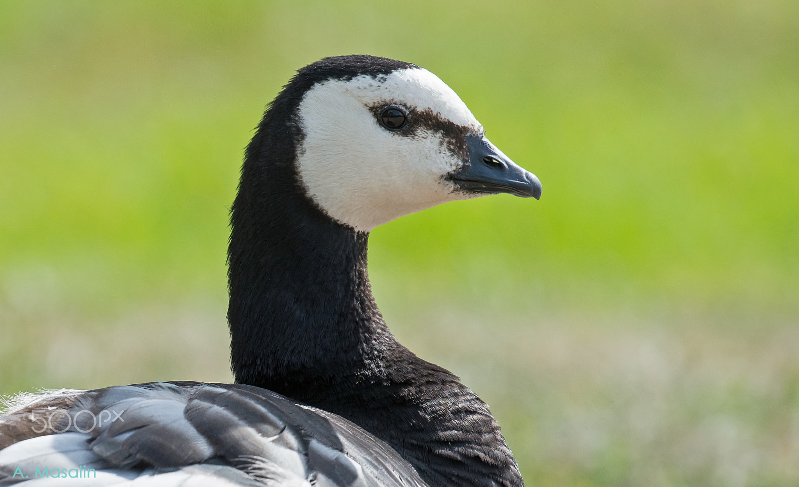 Nikon AF-S Nikkor 200-500mm F5.6E ED VR sample photo. Barnacle goose potrait photography