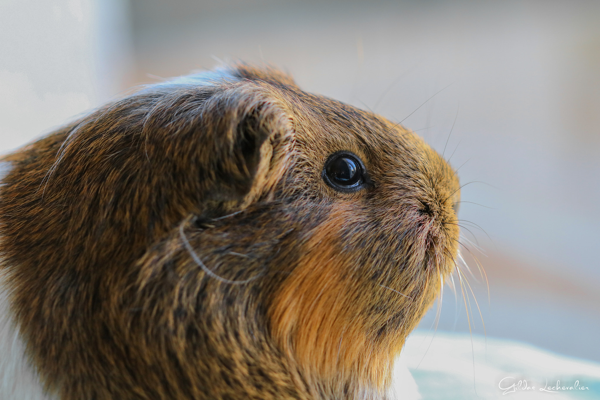 Canon EF 100mm F2.8 Macro USM sample photo. Cracotte photography