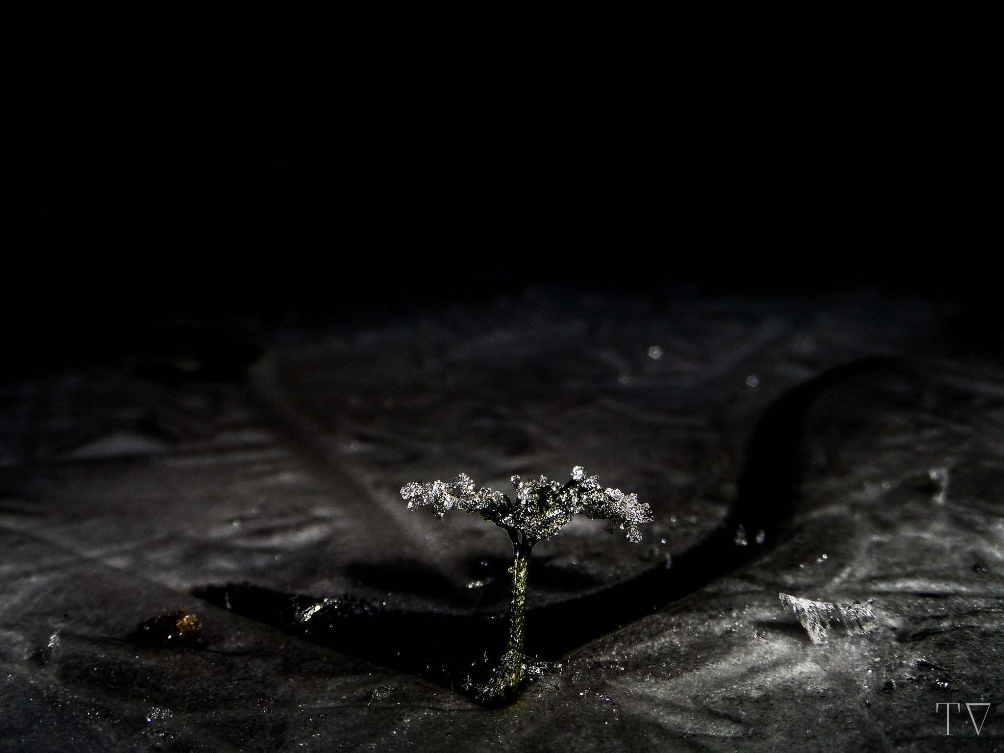 Samsung WB200F/WB201F/WB202F sample photo. Green in ice photography