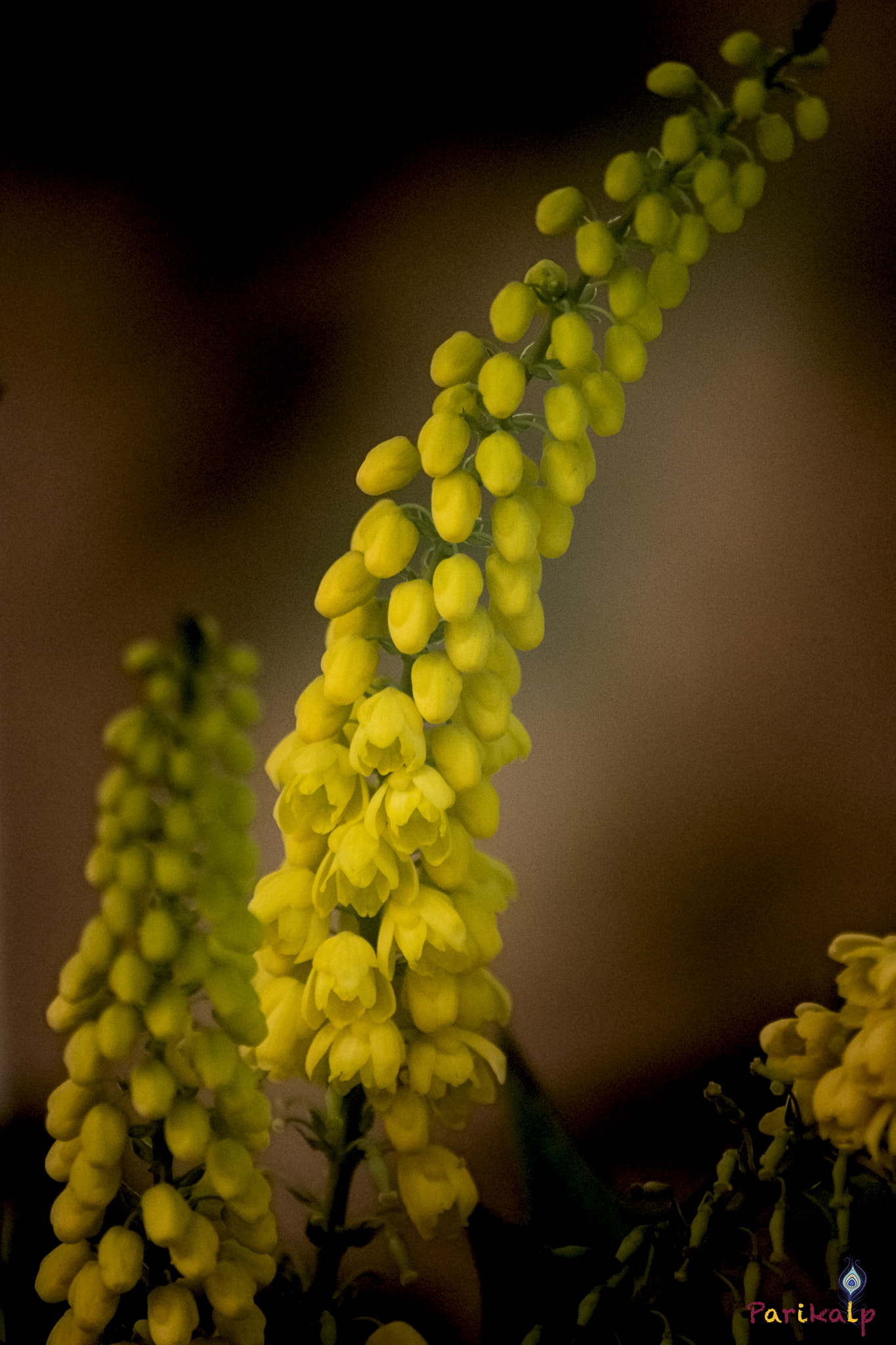 Sigma 70-300mm F4-5.6 APO DG Macro sample photo. Yellow buds photography