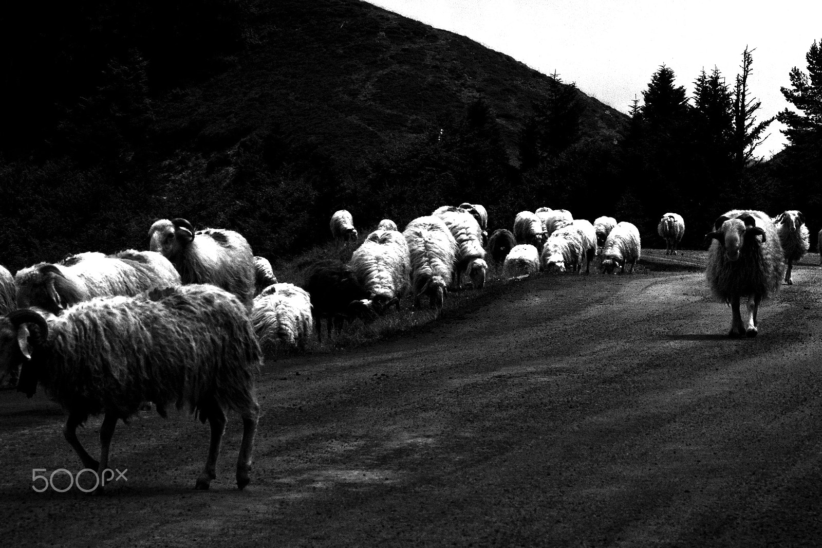 Pentax K-7 sample photo. Sheep in the mountain photography